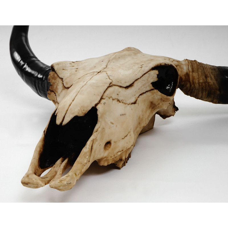 Crâne de décoration taureau 45cm polyresin, sculpture, cornes longues, intérieur/plein air  nature